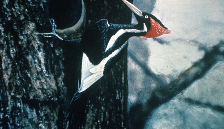 Uma fotografia do alegadamente extinto pica-pau-bico-de-marfim.