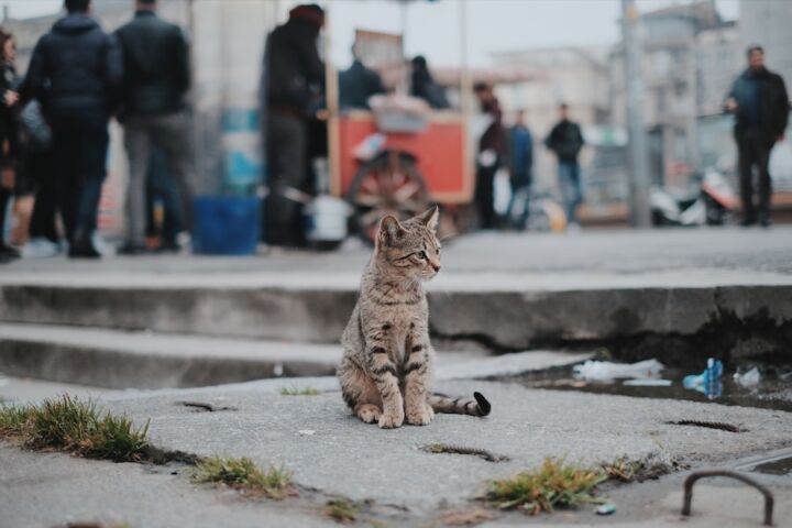 Um gato abandonado numa rua