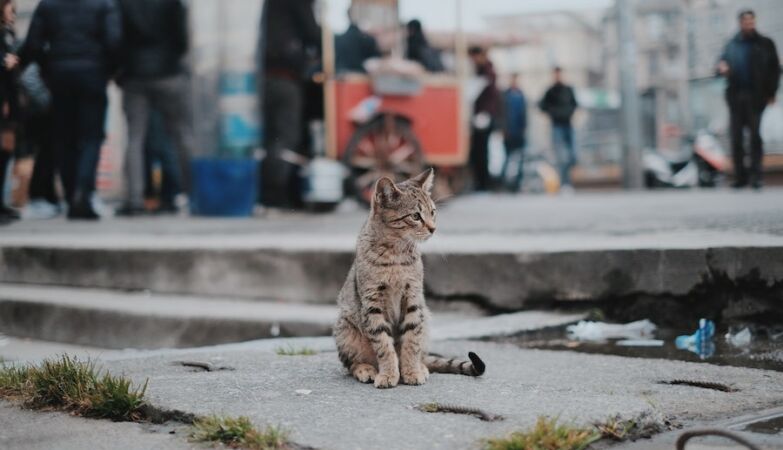 Um gato abandonado numa rua