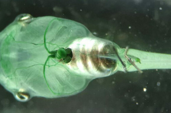 Algas vivas sensíveis à luz (um tipo de cianobactérias chamado Synechocystis) injetadas num girino