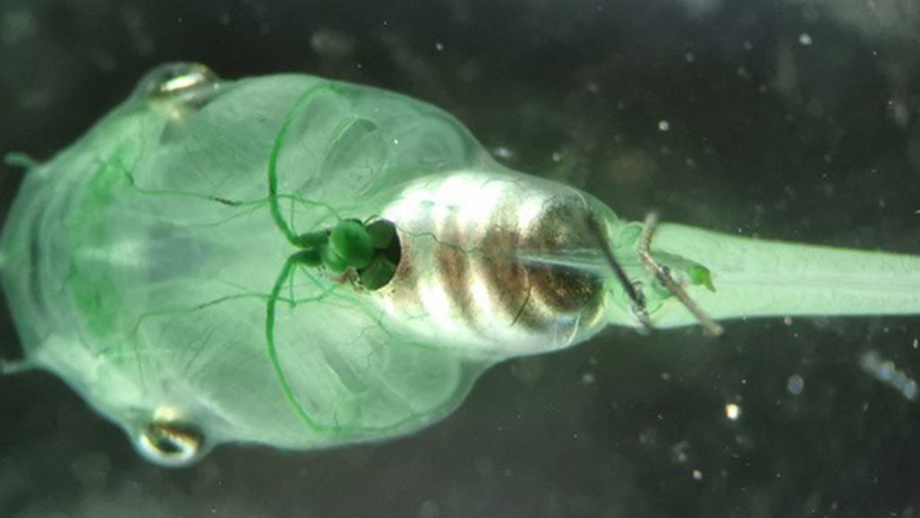 Algas vivas sensíveis à luz (um tipo de cianobactérias chamado Synechocystis) injetadas num girino