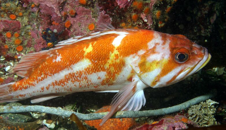 Estos peces pueden vivir más de 200 años.