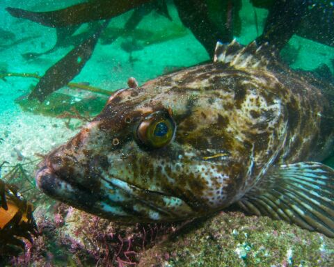 Um peixe da espécie Ophiodon elongatus