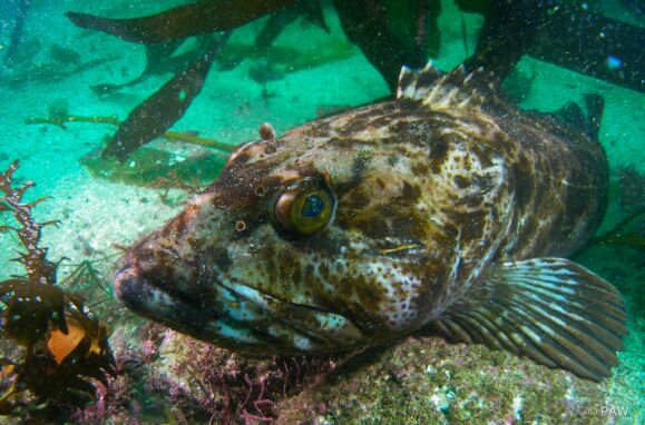 Um peixe da espécie Ophiodon elongatus