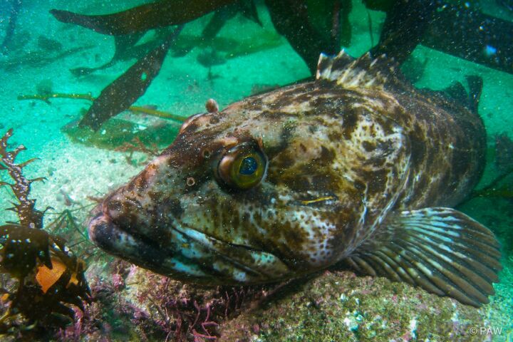 Um peixe da espécie Ophiodon elongatus