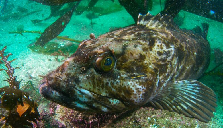 Um peixe da espécie Ophiodon elongatus