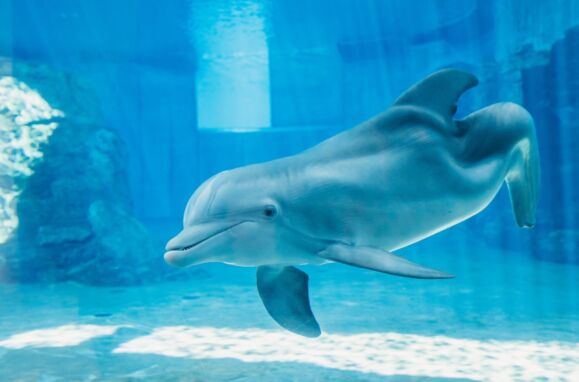 Winter, o golfinho fêmea protagonista do filme Dolphin Tale