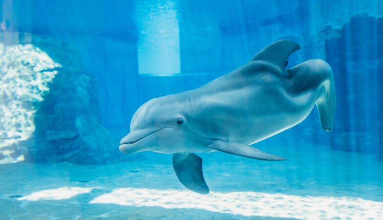 Winter, o golfinho fêmea protagonista do filme Dolphin Tale