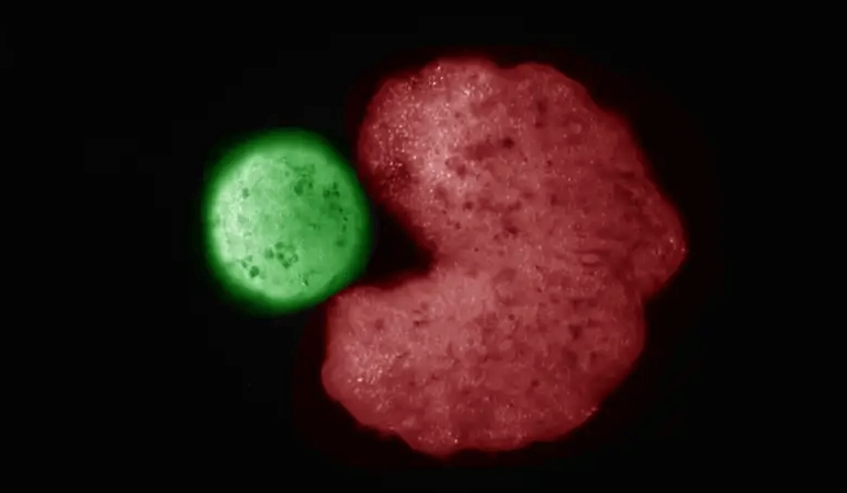 Los robots Pac-Man hechos de células de rana pueden reproducirse