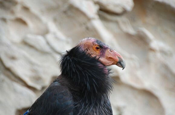 Um condor-da-Califórnia