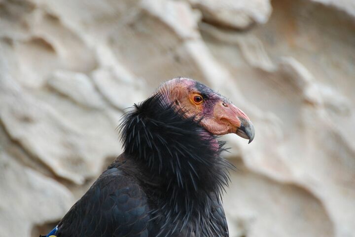 Um condor-da-Califórnia
