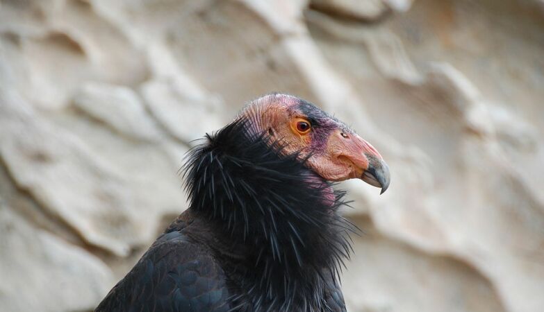Um condor-da-Califórnia
