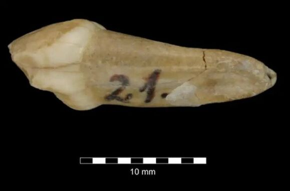 Dente de leite de neandertal
