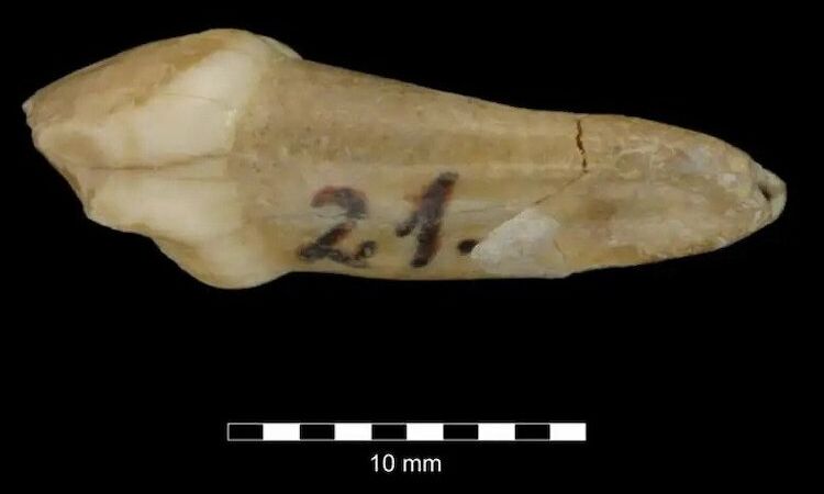 Dente de leite de neandertal