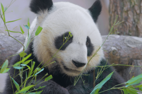 Um panda