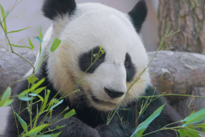 Um panda