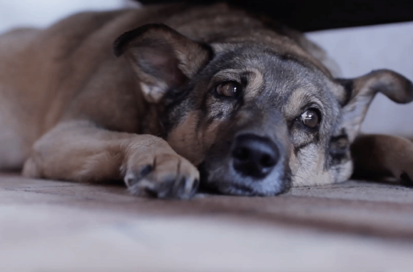 Um cão, deitado no chão, com um olhar triste