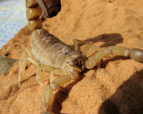 Um escorpião da espécie Androctonus australis.