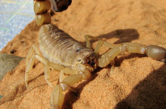 Um escorpião da espécie Androctonus australis.
