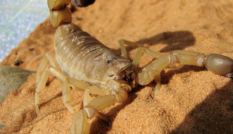 Um escorpião da espécie Androctonus australis.