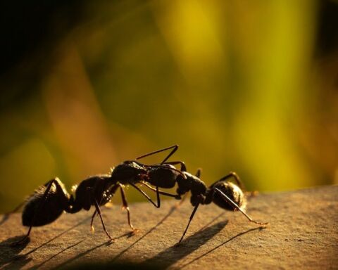Duas formigas