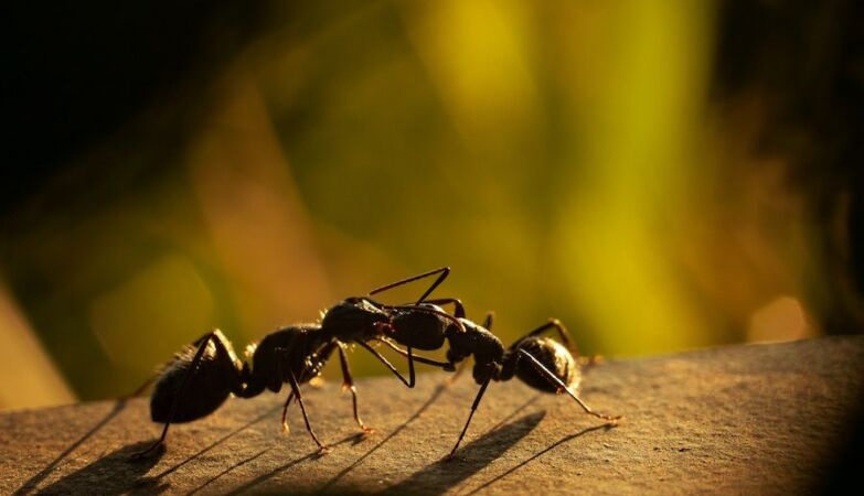Duas formigas
