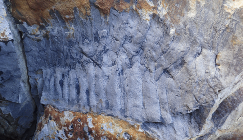 El fósil revela el animal invertebrado más grande de todos los tiempos