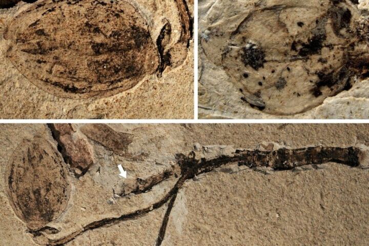 Descoberto fóssil que pode dar resposta ao mistério "abominável" de Darwin
