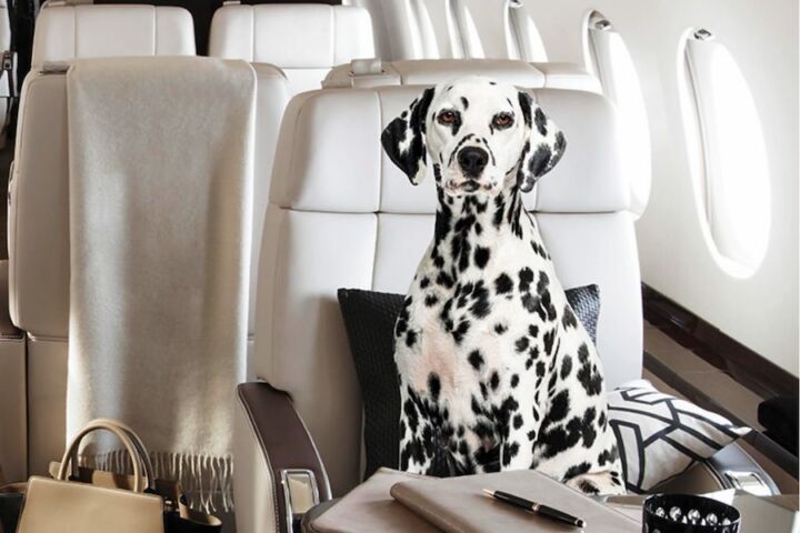 Um dalmata num avião
