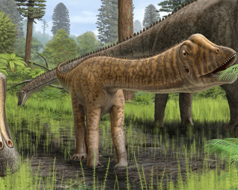 Jovem dinossauro Diplodocidae