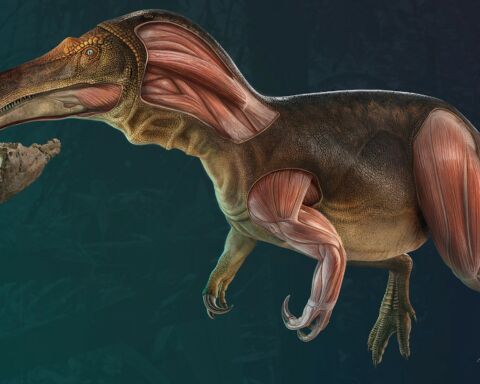 Dinossauro português Iberospinus