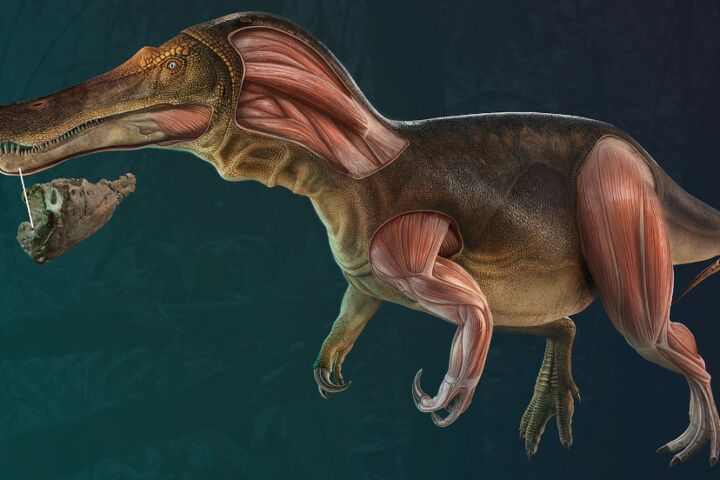 Dinossauro português Iberospinus