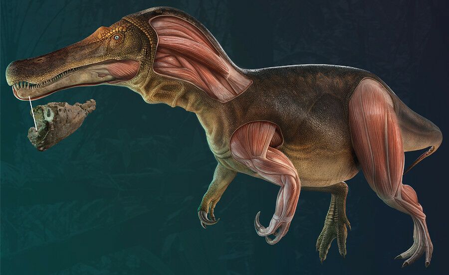 Dinossauro português Iberospinus