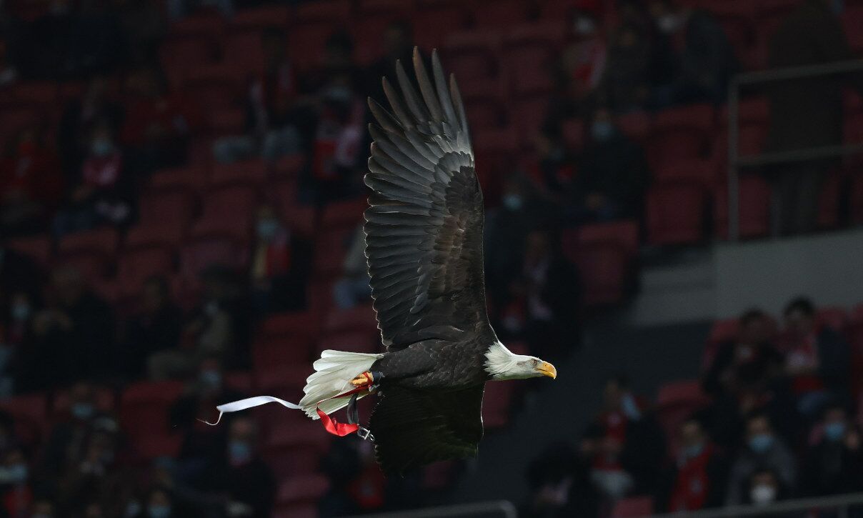 PETA pede 'reforma' para águia do Benfica: «Para quem gosta de