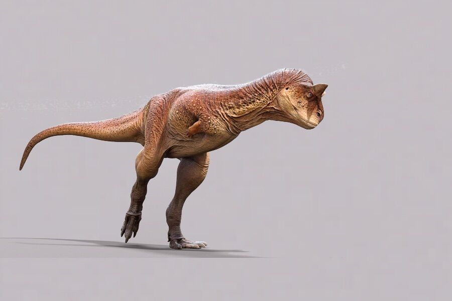 Descoberta nova espécie de dinossauro com braços minúsculos como o