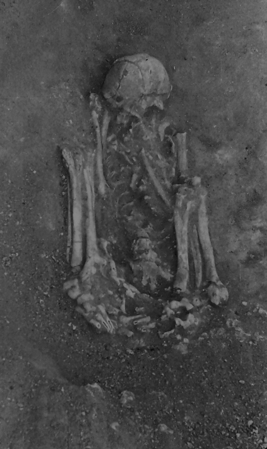 Esqueleto escavado em Arapouco, em 1962.