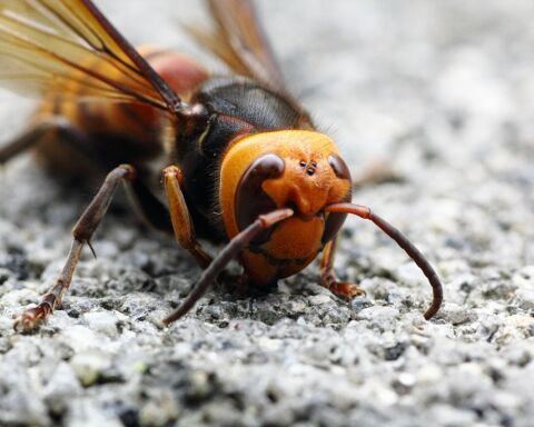 Vespa-gigante-asiática ou vespa-mandarina.