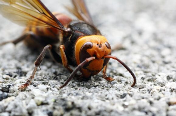 Vespa-gigante-asiática ou vespa-mandarina.