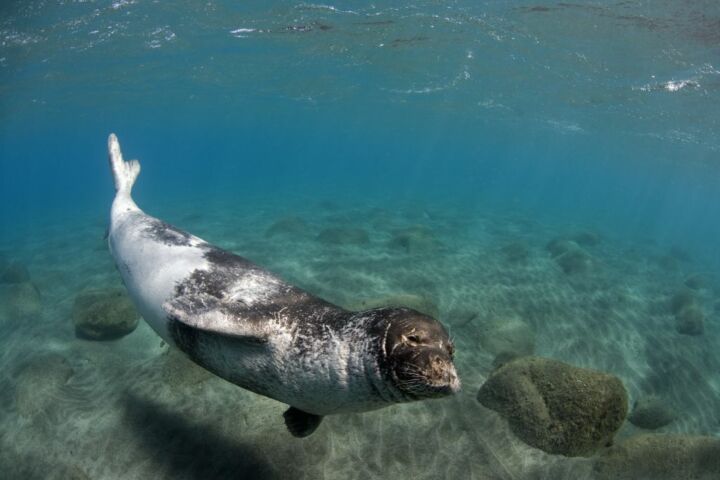 Antigos romanos podem ser culpados do declínio das focas mais raras do mundo