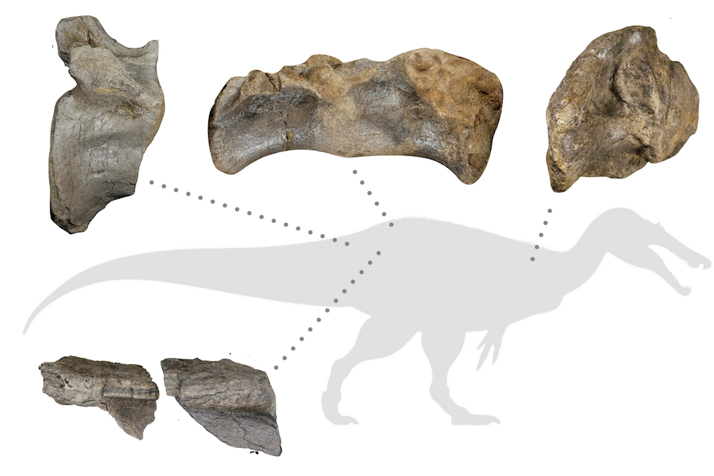 Megalossauro Dinossauro Do Período Jurássico Ilustração Stock