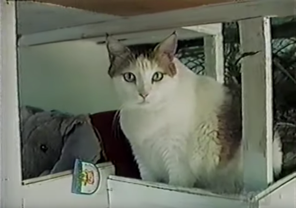Recordes-Mundiais-Envolvendo-Gatos