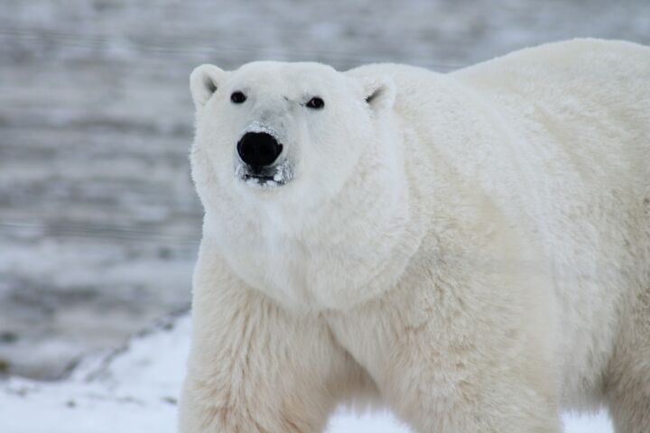 População secreta de ursos polares foi encontrada num sítio "impossível"