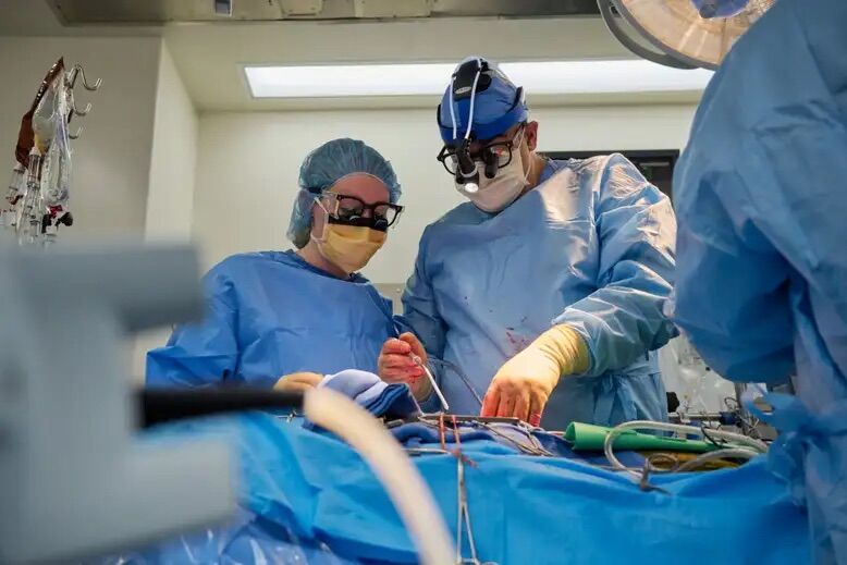 Two pig heart transplants performed in humans on life support