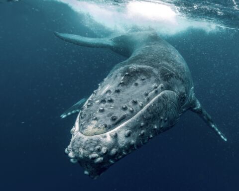 humpback-whale-2021-10-17-21-34-27-utc