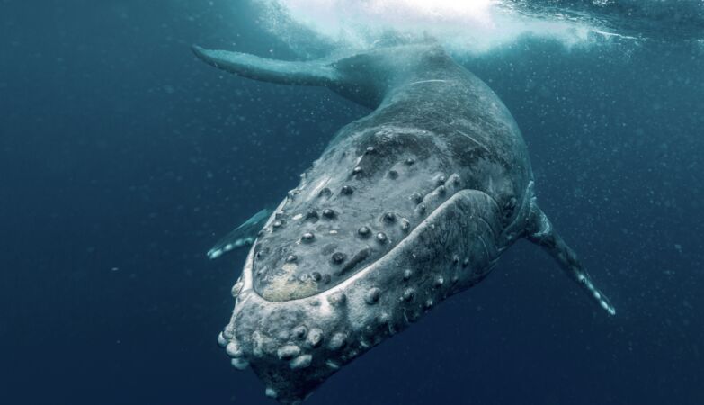 humpback-whale-2021-10-17-21-34-27-utc