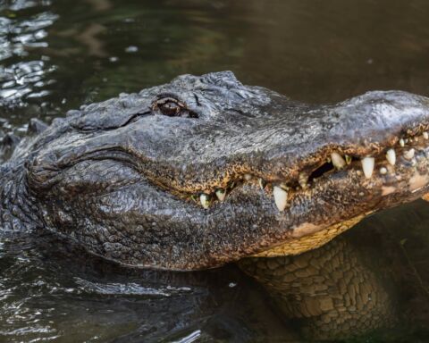 Massive American Alligator