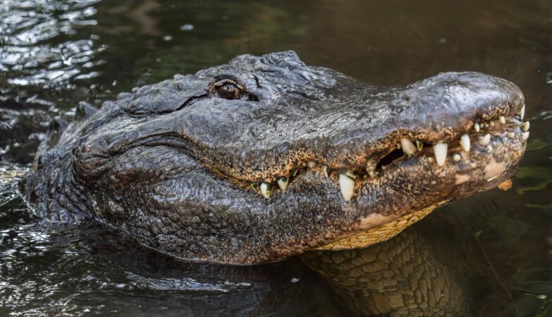 Massive American Alligator