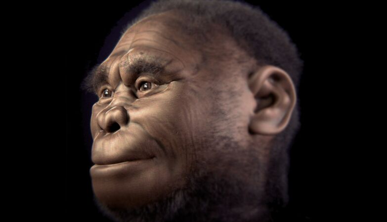 Homo floresiensis, mais conhecido como "Hobbit das Flores"