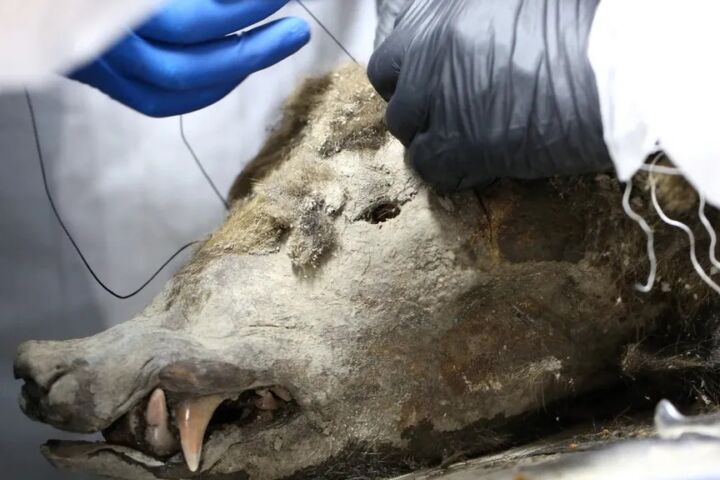 Afinal, urso siberiano mumificado não era o que os cientistas pensavam