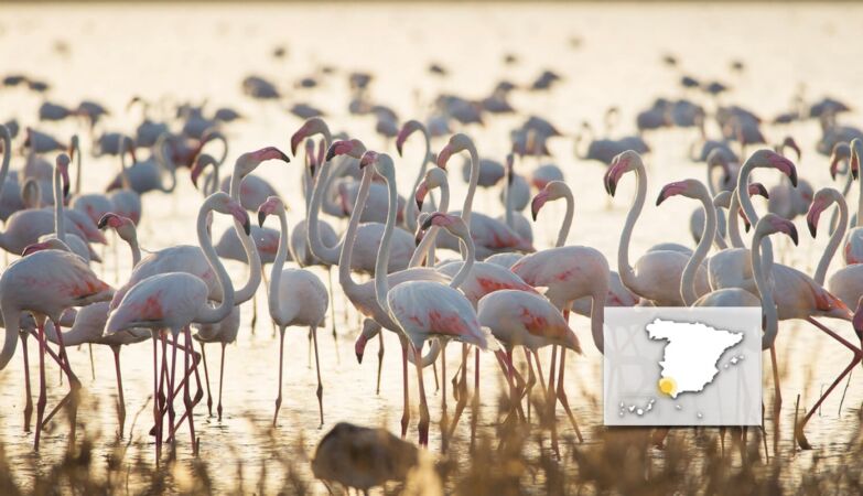 Flamingos no Parque Nacional de Doñana